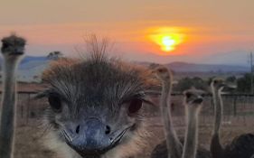 Pureplaas Self Catering Volmoed Oudtshoorn Klein Karoo